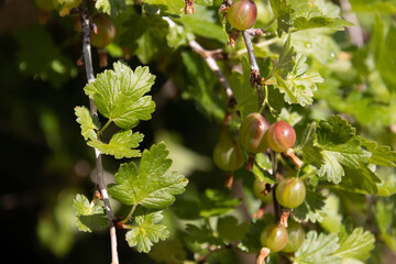 Fototapeta premium Ripening green gooseberries on the branch with green leaves. Summer harvest. Concept of organic garden. 