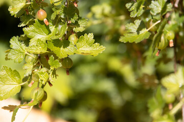Ripening green gooseberries on the branch with green leaves. Summer harvest. Concept of organic garden. 