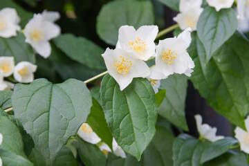 Flowering jasmine branch against jasmine bush, closeup in selective focus