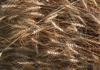 spikelets of wheat on the field, just mowed into felling on a summer sunny day