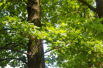 Part of trunk and branches with green leaves of oak
