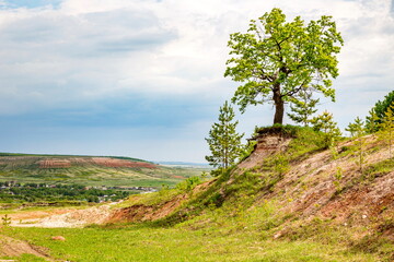 The tree grows on a hillside. Bare roots hang in the air and cling to the slope.