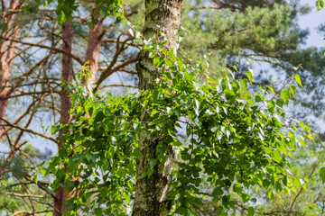 Young branches with green leaves on old trunk of birch