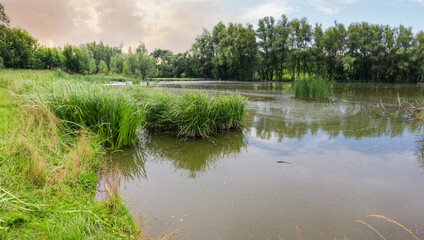 Pond overgrown with marsh plants and shores with trees, panorama
