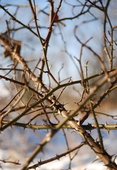Fototapeta na wymiar tangled prickly branches of a wild rose in winter