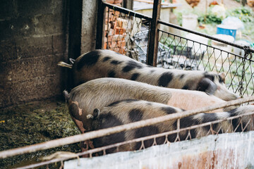 White-black pigs in the piggery on the farm