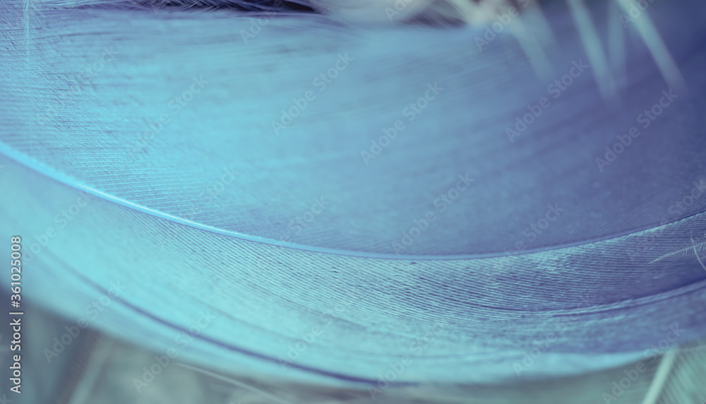 Poster close up bird feather. beautiful background texture. macro photography view.