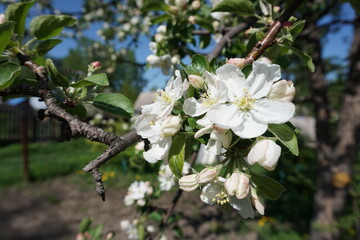 apple tree blossom