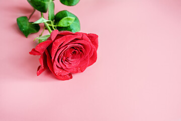 Single red rose on a pink background.