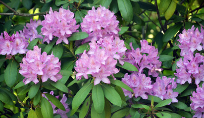 Flowers of rhododendron in blooming time in full bloom.