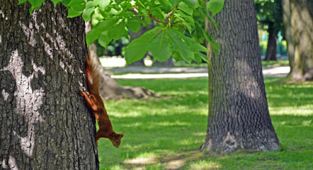 Young red squirrel ion horse chestnut trunk upside down.