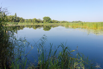 Pond overgrown with marsh and water plants against clear sky