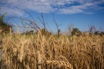 Fototapeta premium dry ears of wheat in the field and branch