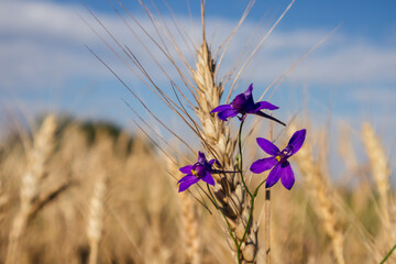 lavender flower against a background of ripe wheat