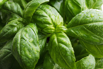 Basil leaves with water drops.