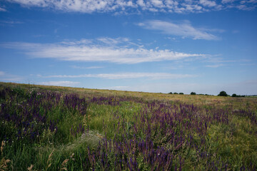 Fototapeta premium lavender field at sunset