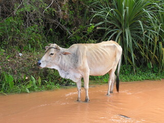 Vietnam Mui Ne Weisses Rind