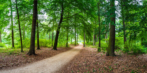 Forest with trees and a little way