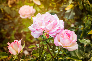Fototapeta na wymiar close-up of romantic pink rose flower in a garden