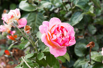 close-up of romantic vibrant pink rose flower in a garden