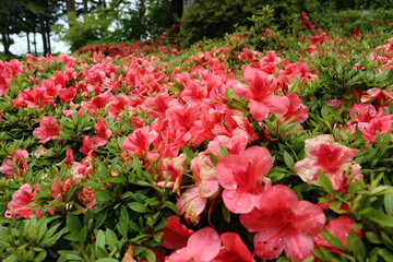 雨上がりのツツジの花