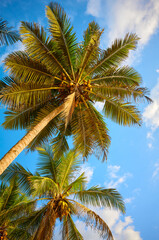 Fototapeta na wymiar Looking up at coconut palm trees.