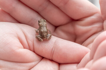 Kleiner Frosch in der Hand