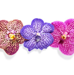 Vanda orchid flowers isolated on white background