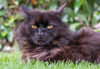 Nahaufnahme eines Kopfes mit gelben augen von schwarzer langhaar - Katze