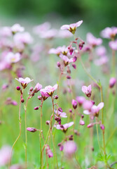 Delicate white pink flowers of Saxifrage moss in spring garden