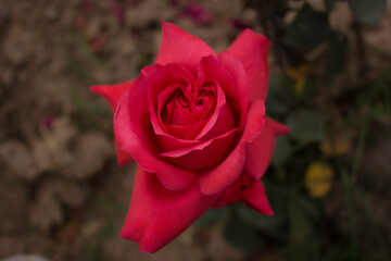 These flowers were clicked in the month of February when it is in full bloom