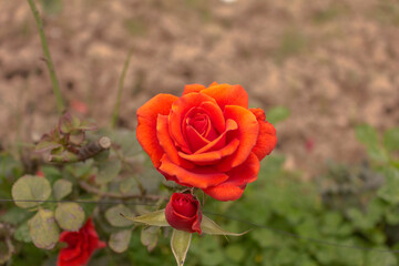 These flowers were clicked in the month of February when it is in full bloom