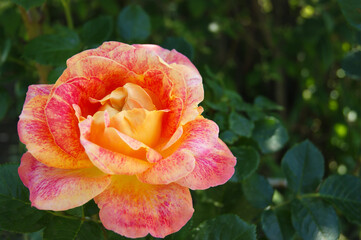 Beautiful yellow-red rose in the garden.