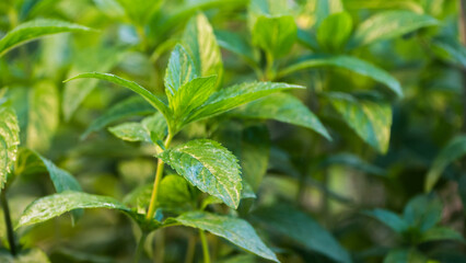 Mint grows on the bed, the sun beautifully illuminates its leaves
