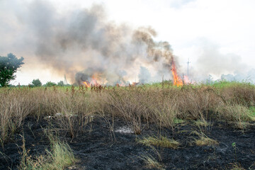 summer fire in the green grass. large flames over the shrubs. black smog in the sky. ecological...