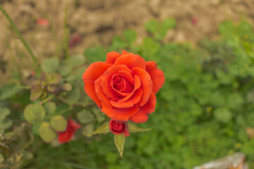 These flowers were clicked in the month of February when it is in full bloom