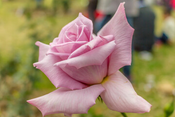 These flowers were clicked in the month of February when it is in full bloom