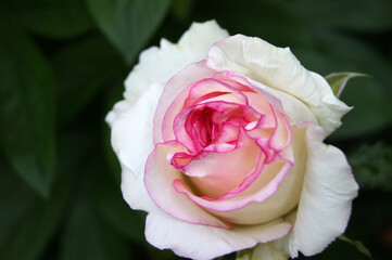 Beautiful white-pink rose in the garden.