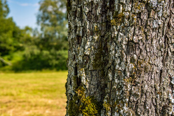 Close-up of an old tree with detailed, beautiful bark
