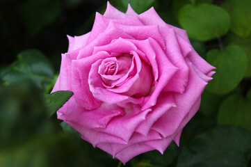 Obraz na płótnie Canvas Beautiful pink rose in the garden.