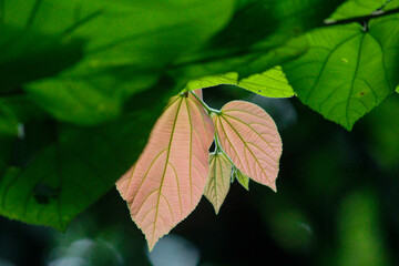 green leaf on a tree