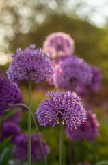 Obraz premium Blooming purple allium flowers (allium cristophil) and yarrow on evening day in the garden. Concept of gardening, the cultivation of bulbous plants.Soft focus