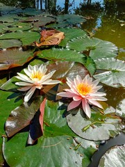 pink water lily