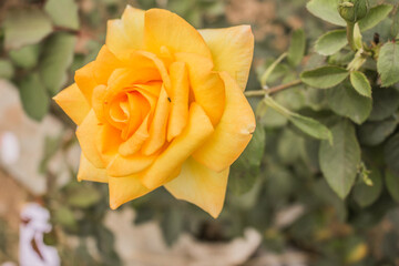 These flowers were clicked in the month of February when it is in full bloom