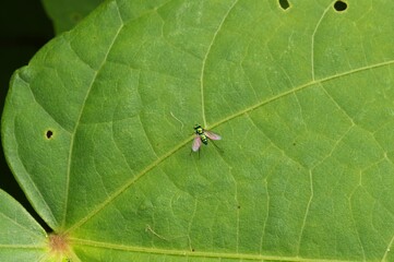Long-legged fly on a green leaf

