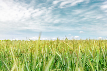 Scenic landscape of growing young organic wheat stalk field against blue sky on bright sunny summer day. Cereal crop harvest growth background. Agricultural agribuisness business concept