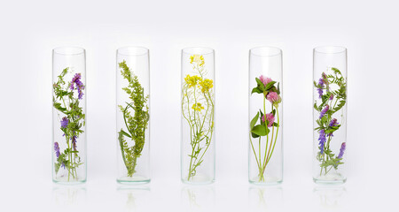 Natural cosmetics organic product from plants and flowers, herbal cosmetics for skin care. Nature beauty science medicine laboratory test