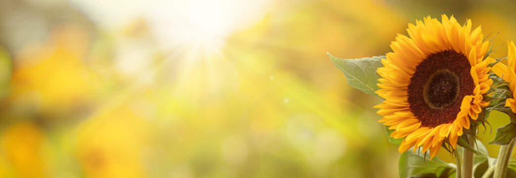 Late Summer Background Images – Browse 50,673 Stock Photos ...