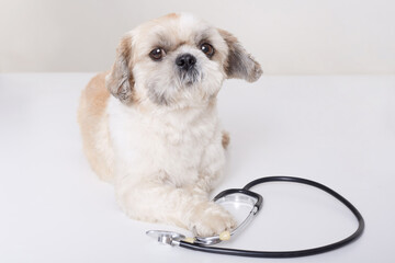 Funny veterinarian dog lying isolated over white background with stethoscope, looks art camera, vet...