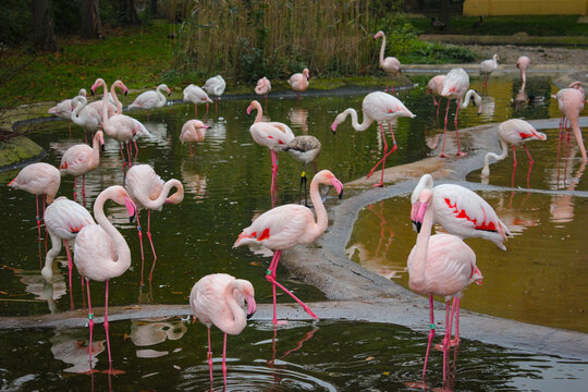 Many Pink Flamingos Stand In A Pond At Vienna Zoo